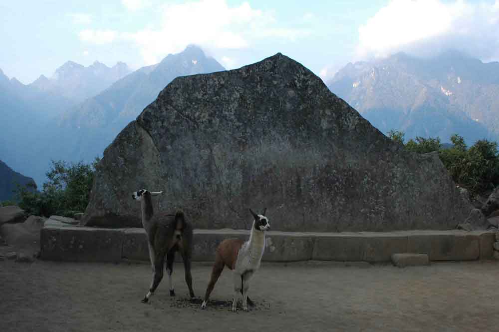 Llama - Machu Picchu - Perú 2.jpg